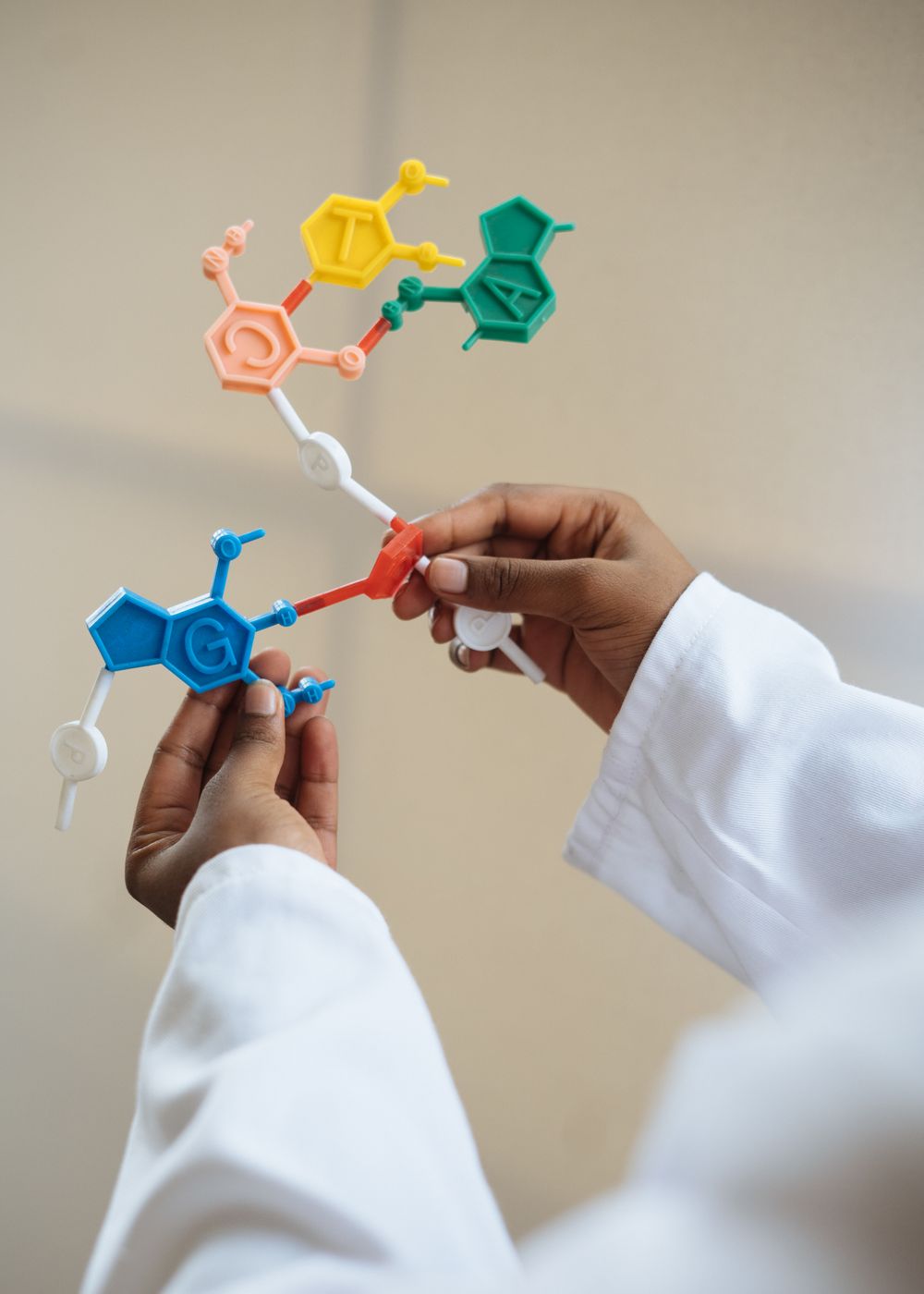 Researcher holding a colour-coded DNA base-pair model